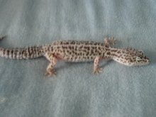 I got this leopard gecko from mark and kim bell