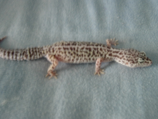 I got this leopard gecko from mark and kim bell