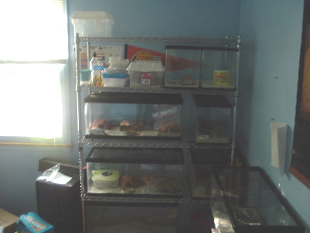 my  leopard gecko rack