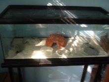 one of my leopard gecko tanks