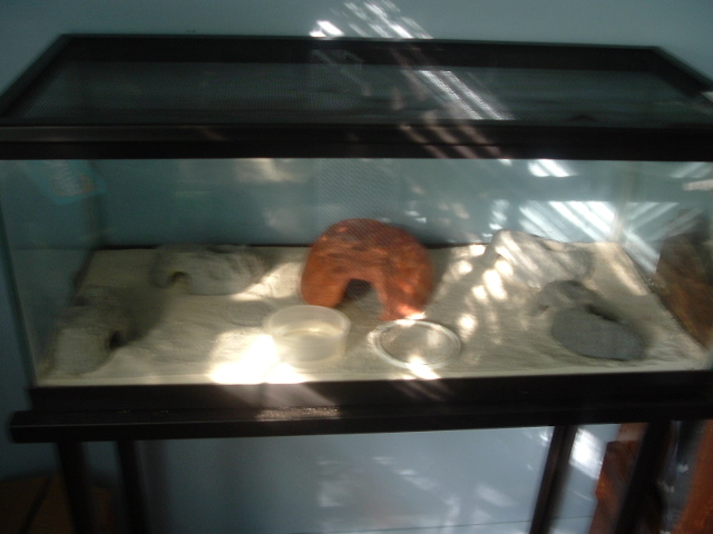 one of my leopard gecko tanks