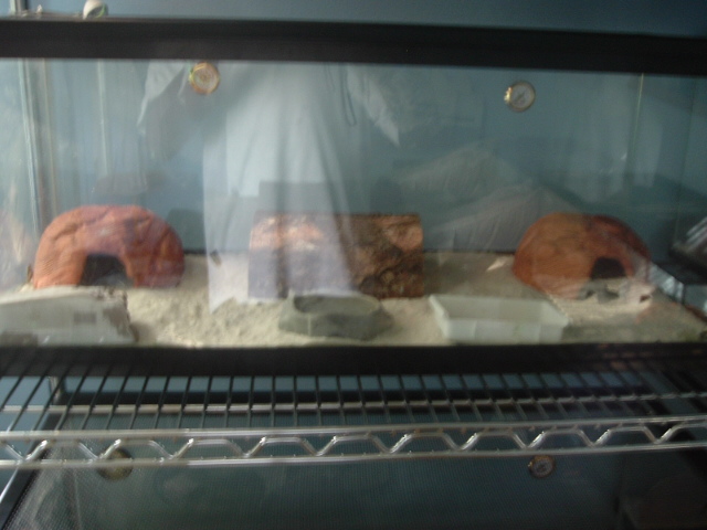 one of my leopard gecko tanks