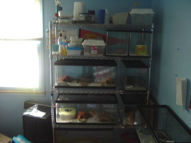 my leopard gecko rack