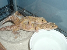 This are 2  of my tremper albinos the male is a jungle albino