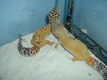 Two of my hypo tangerine breeders