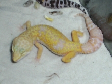 my las vegas albino female
