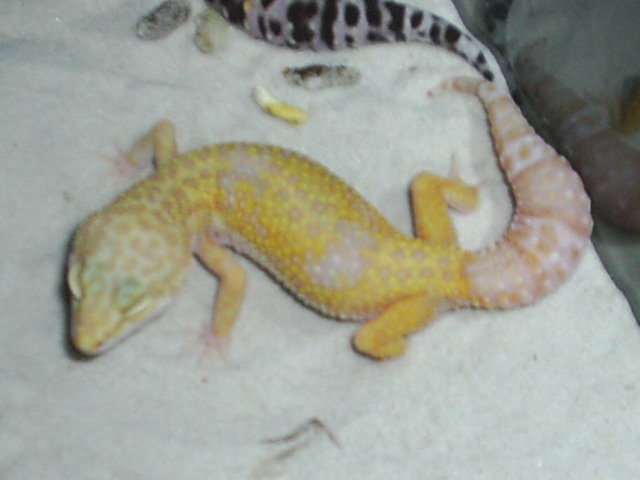 my las vegas albino female
