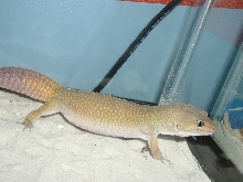 Het patternless las vagas albino
