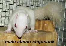albino chipmunk