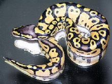 pastel ball