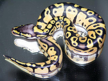 pastel ball