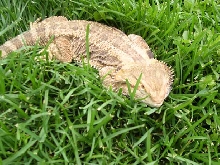 Slithering