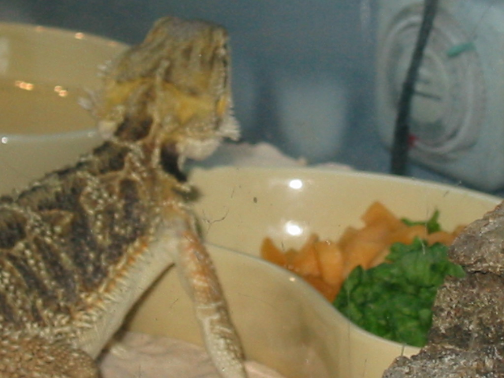 Rex