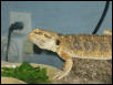 rex
