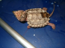 alligator snapping turtle