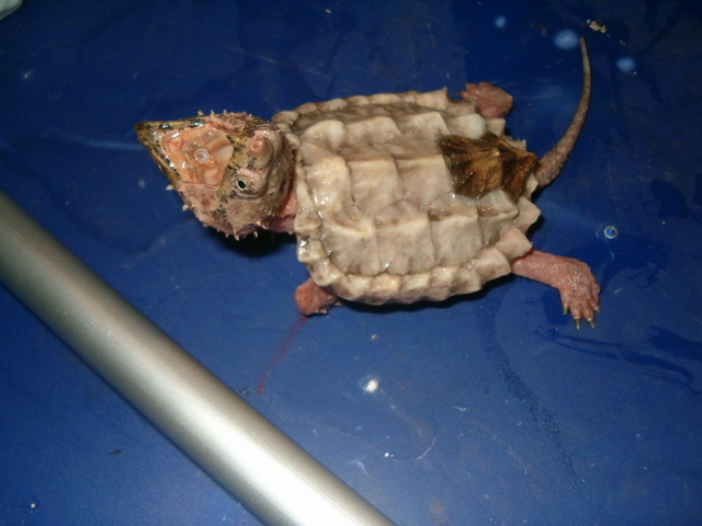 alligator snapping turtle