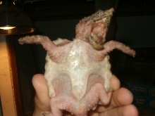 plastron of alligator snapper