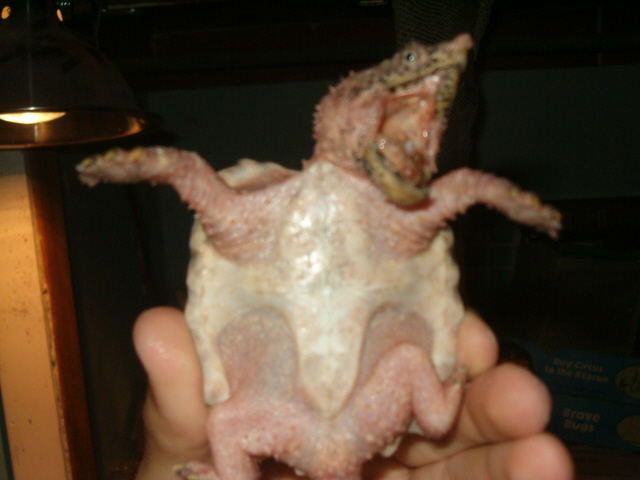 plastron of alligator snapper