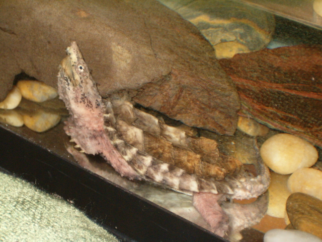 alligator snapper