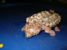Alligator snapper