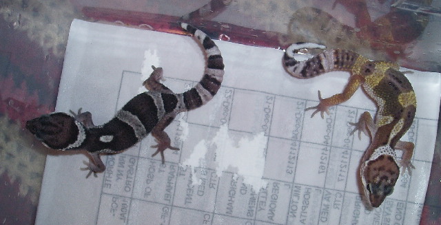 2 Male Line Bred Snows