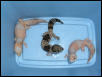 2 Fem,ale Albino FT's and Male 100% Het for Albino
