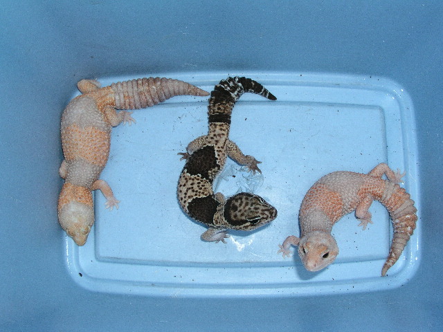2 Fem,ale Albino FT's and Male 100% Het for Albino