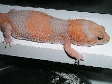 Large Female Albino Fat Tail