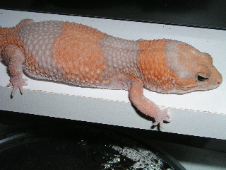 Large Female Albino Fat Tail