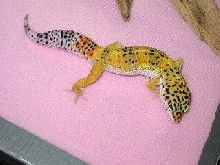 Male High Yellow Leopard Gecko
