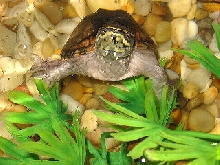 Musk Turtle