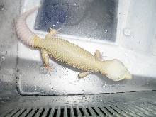 Female Rainwater Ptternless Albino