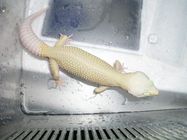 Female Rainwater Ptternless Albino
