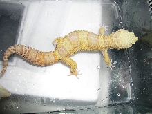 Male Rainwater Het Patternless