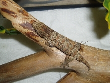 Rhac Leacheanus Henkeli from Nuu Ana
