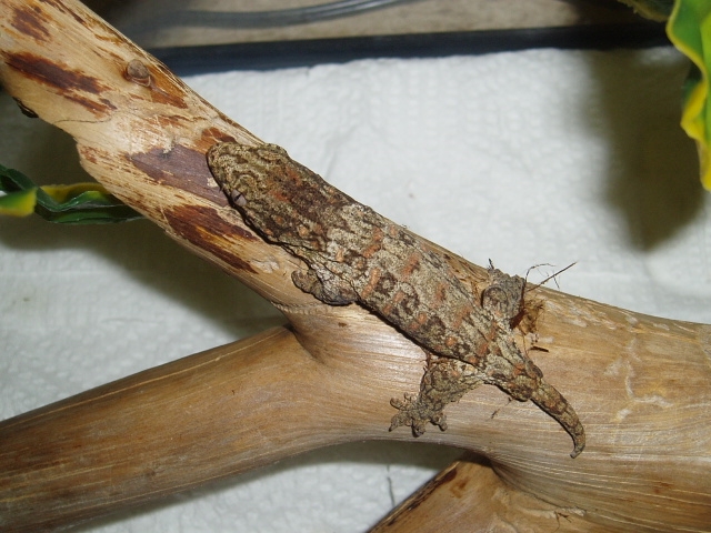 Rhac Leacheanus Henkeli from Nuu Ana