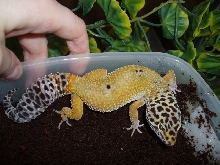 Female 66% Possible Het Tangerine Bell Albino