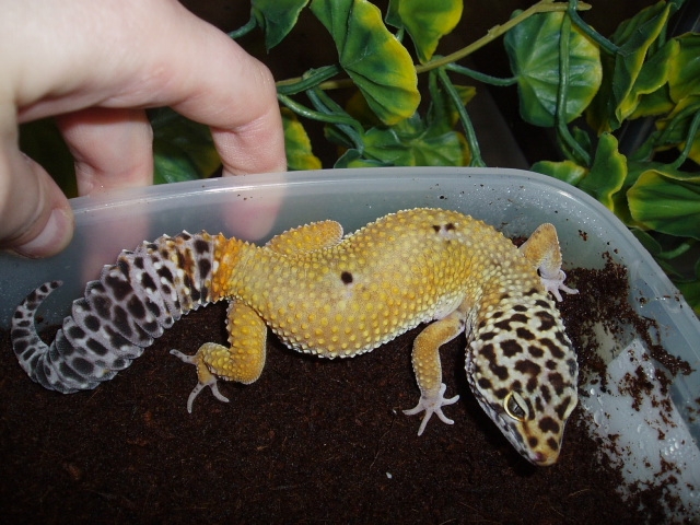Female 66% Possible Het Tangerine Bell Albino