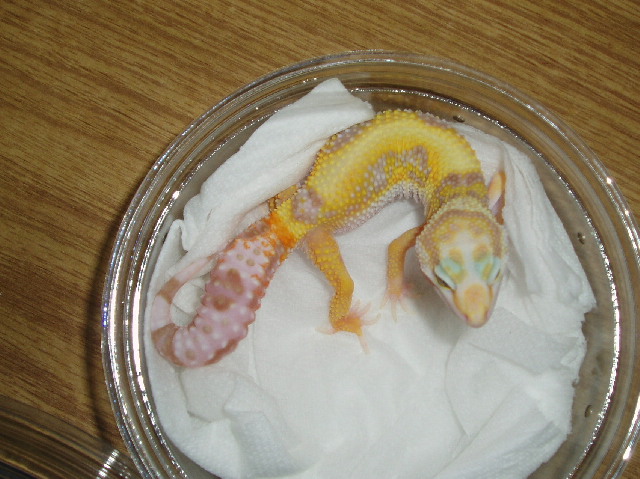 Female Rainwater Jungle Albino