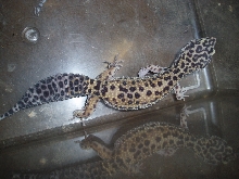Female Het  Bell Albino from H.I.S.S.