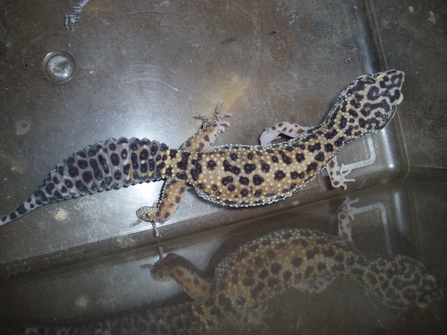 Female Het  Bell Albino from H.I.S.S.