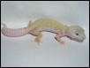 Female Rainwater Patternless Albino