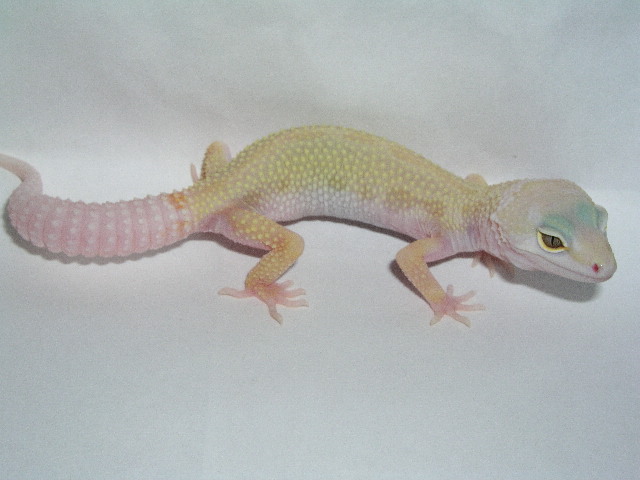 Female Rainwater Patternless Albino