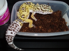 Female Bell X Stripe from HISSS