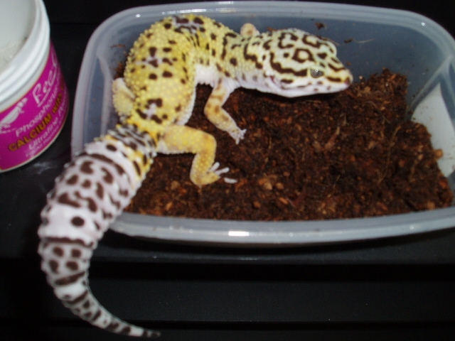 Female Bell X Stripe from HISSS