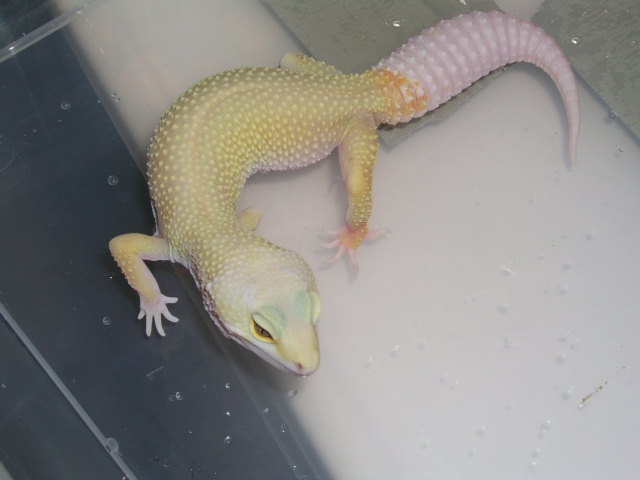 Feamale Rainwater Patternless Albino
