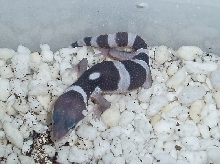 Baby Male Line Bred Snow Born 7-20-05
