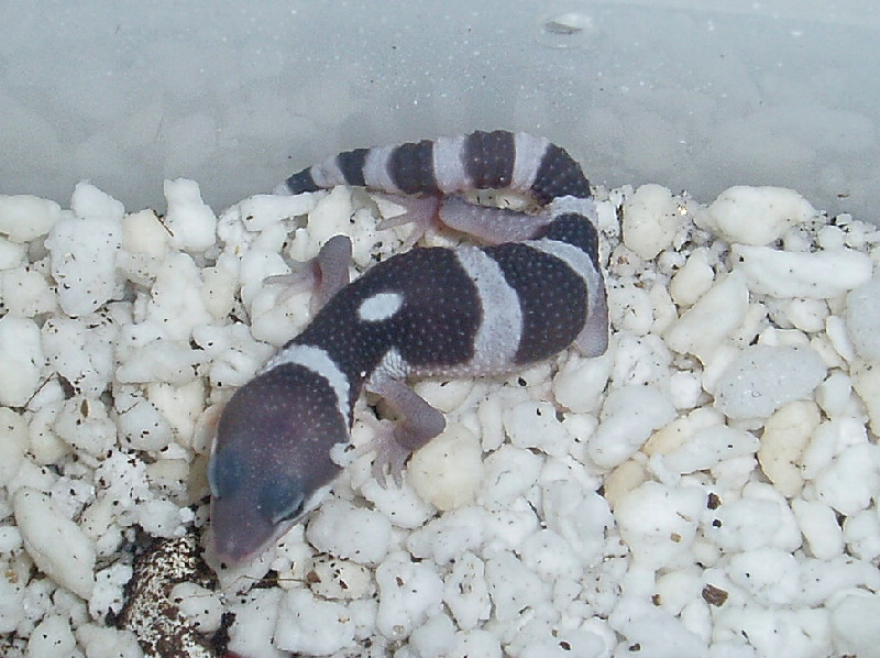 Baby Male Line Bred Snow Born 7-20-05