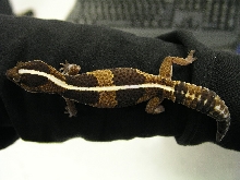 Male Striped Fat Tail Het Albino