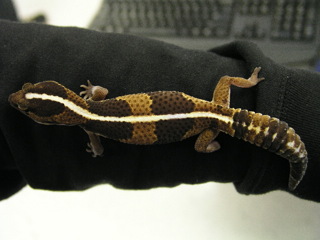 Male Striped Fat Tail Het Albino